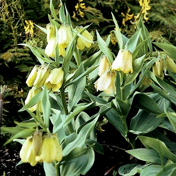 Pallidiflora