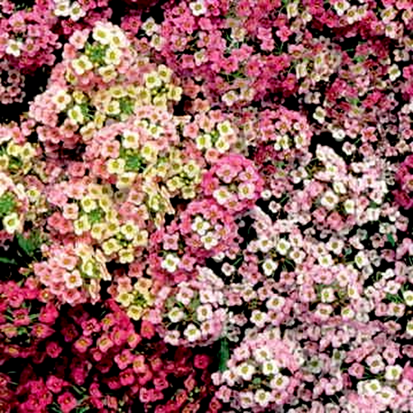 Pastel Carpet Sweet Alyssum Seeds
