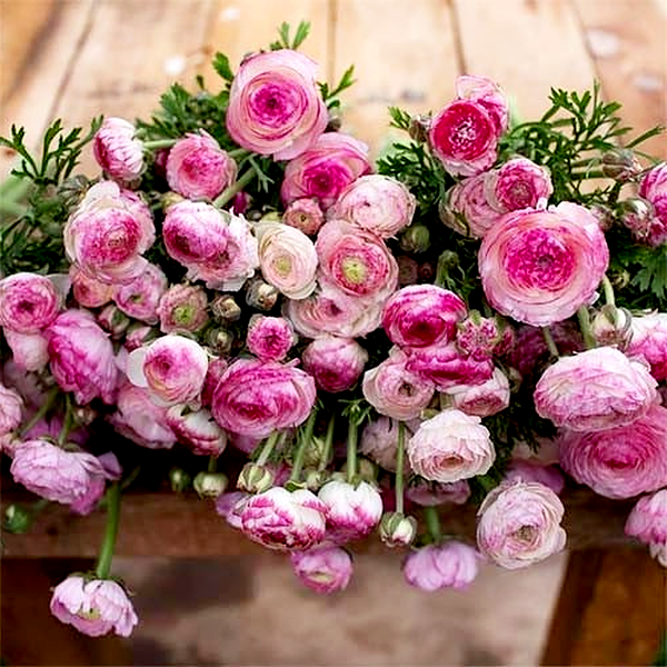 Picotee Roze