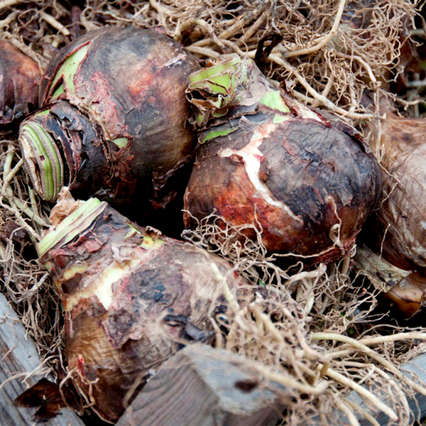 Wedding Dance