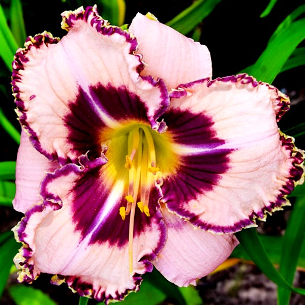 Purple Flame