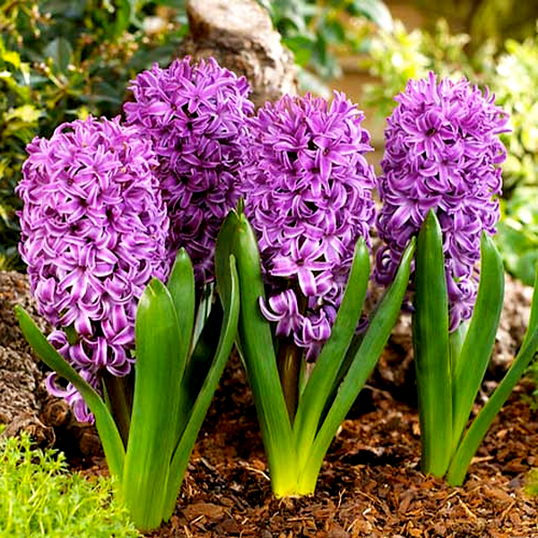 Purple Sensation