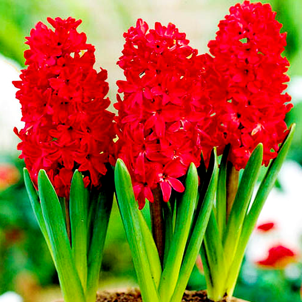 Red Glory
