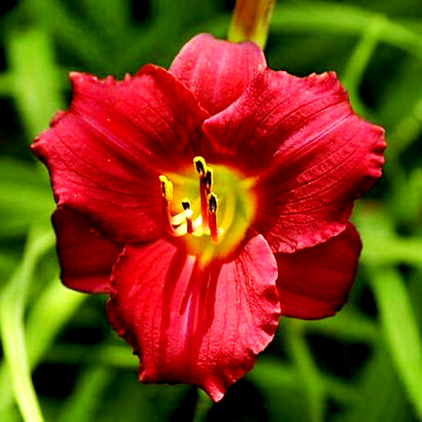 Ruby Stella