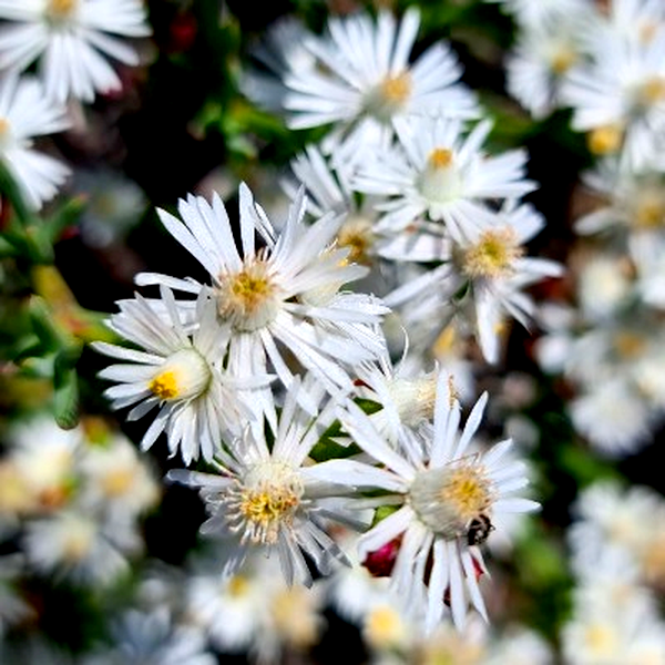 Ruschia multiflora