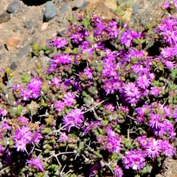 Ruschia spinosa