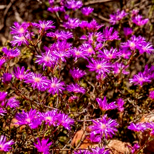 Ruschiella argentea