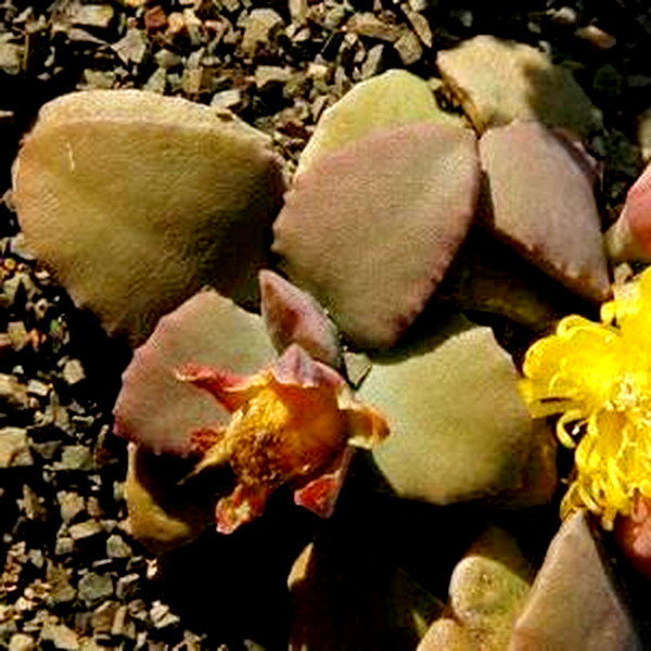Stomatium mustellinum