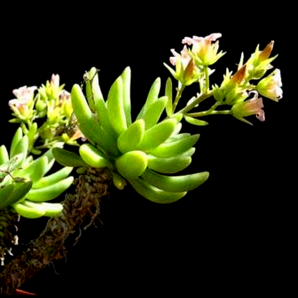 Tylecodon racemosus