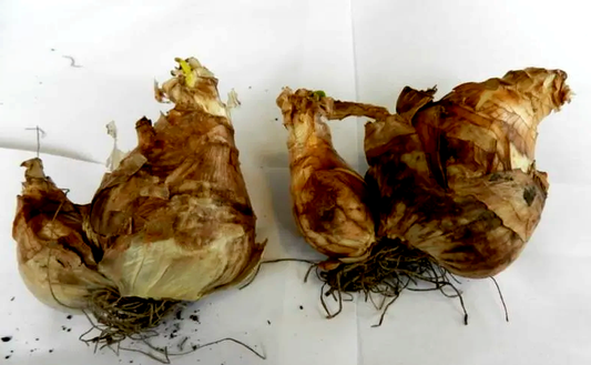 Dick Wilden