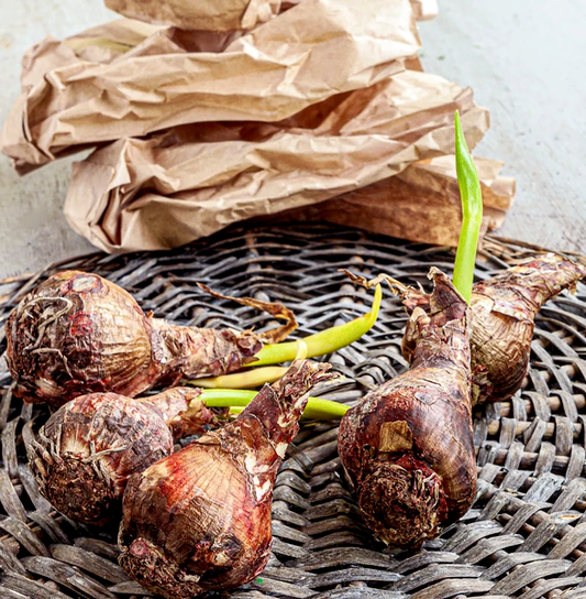 Polar Belle