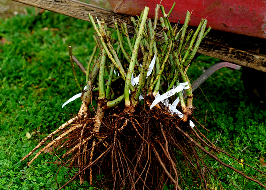 Charles de Gaulle