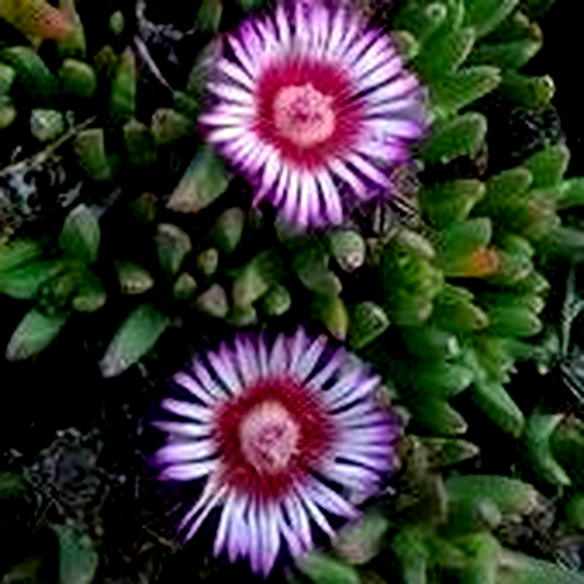 Acrodon parvifolius
