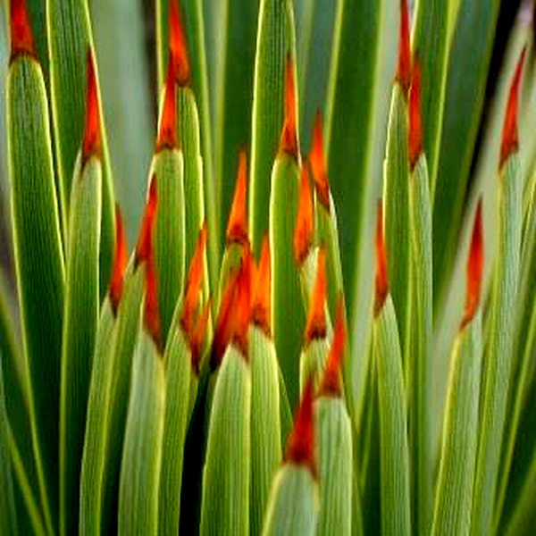 Agave striata