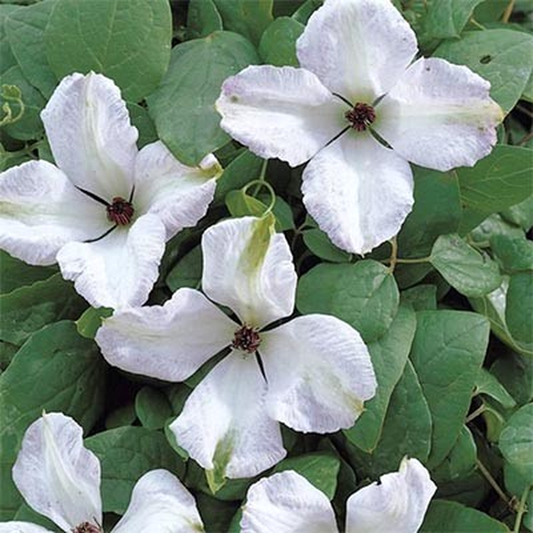 Alba Luxurians