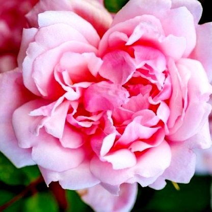 Albertine
