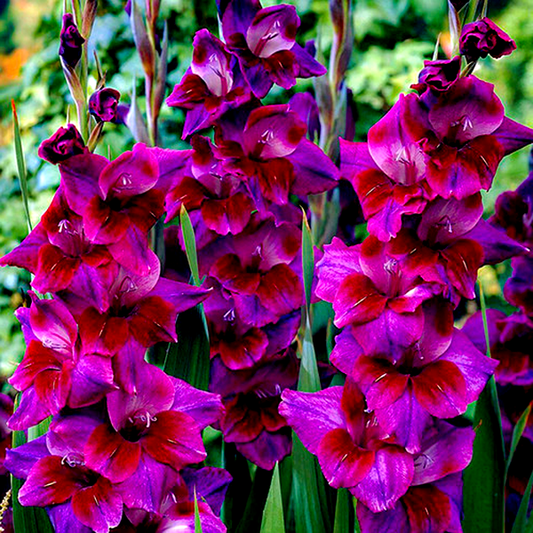Alfafa