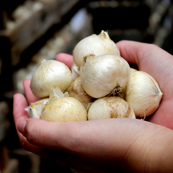 White Cloud
