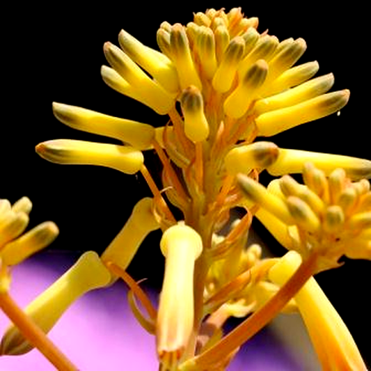 Aloe buhrii