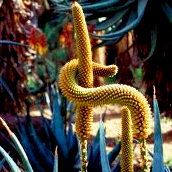 Aloe castanea