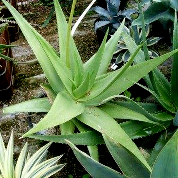 Aloe castellorum