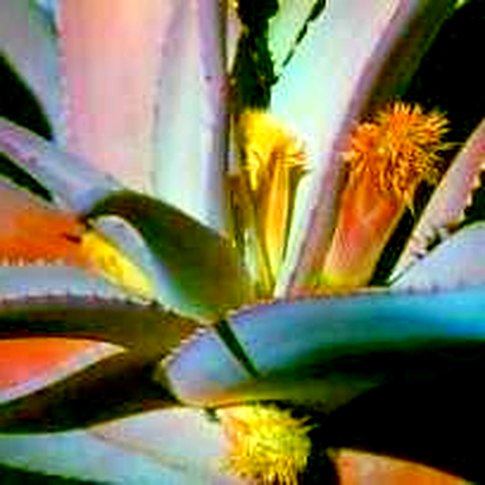 Aloe comosa