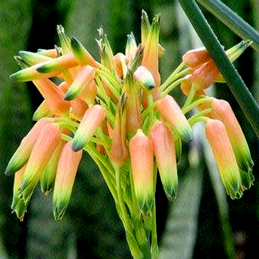 Aloe cooperi