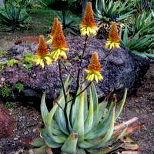Aloe cryptopoda