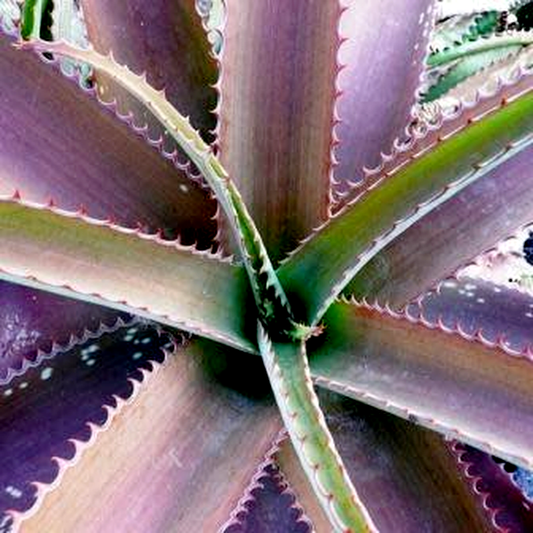 Aloe dyeri