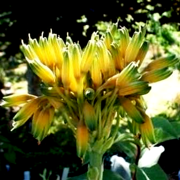 Aloe ecklonis