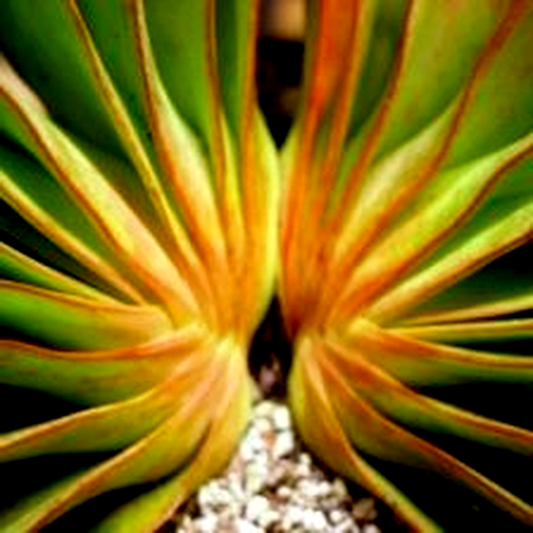 Aloe haemanthifolia