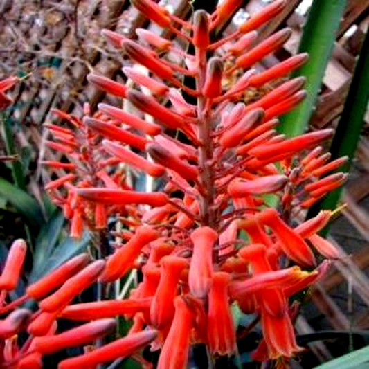Aloe longibracteata