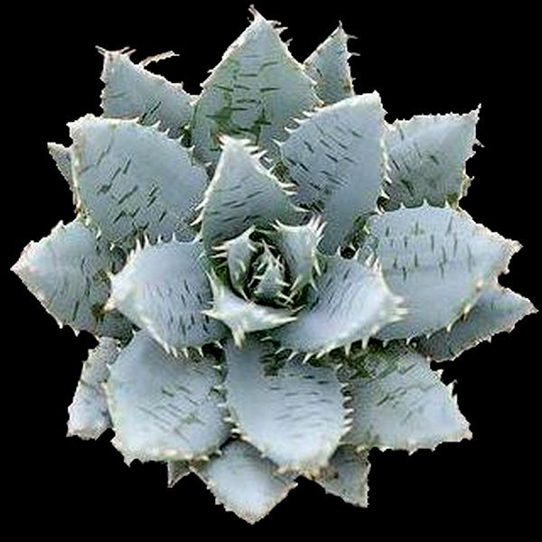 Aloe mitriformis