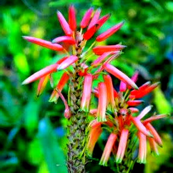 Aloe pluridens