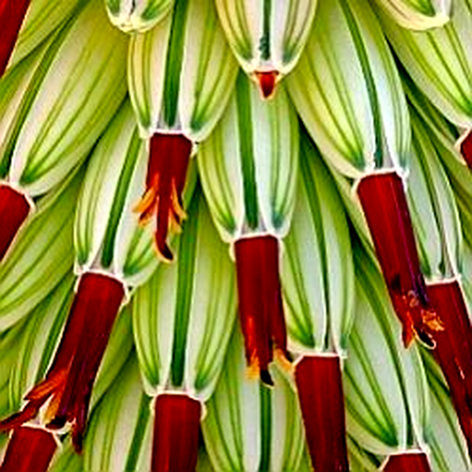 Aloe speciosa