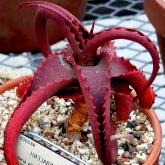 Aloe vanbalenii