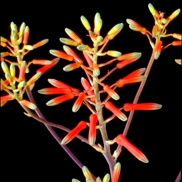 Aloe vogtsii