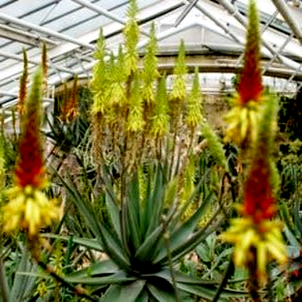Aloe wickensii