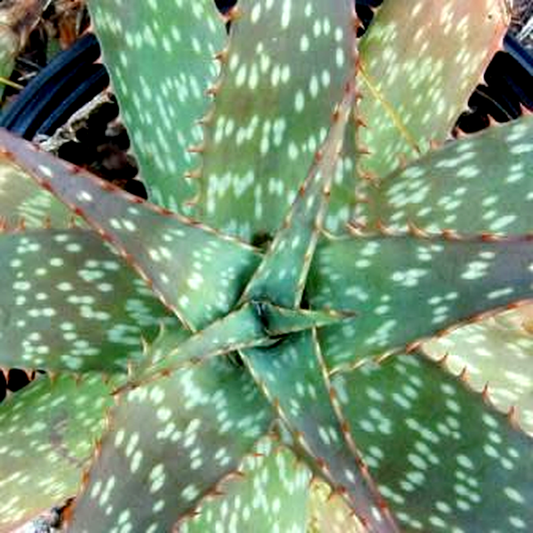 Aloe zebrina