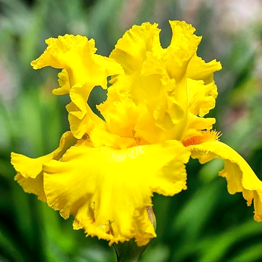 Amarillo Frills
