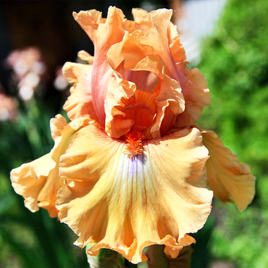 Amber Essence