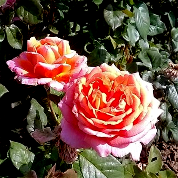Amour De Molene