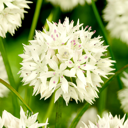 Amplectens