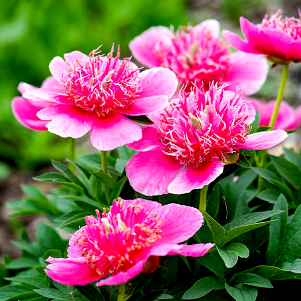 Anemoniflora