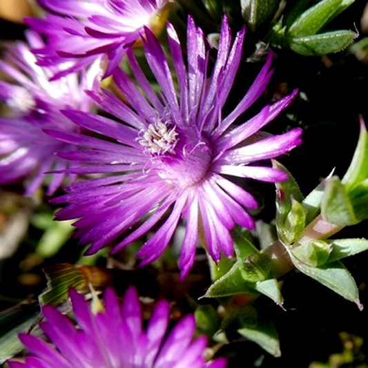 Antimima aristulata