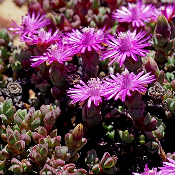 Antimima dasyphylla