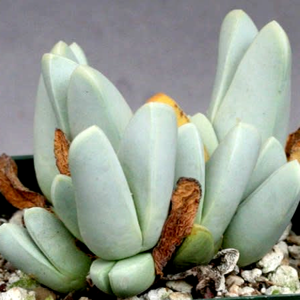 Antimima dualis