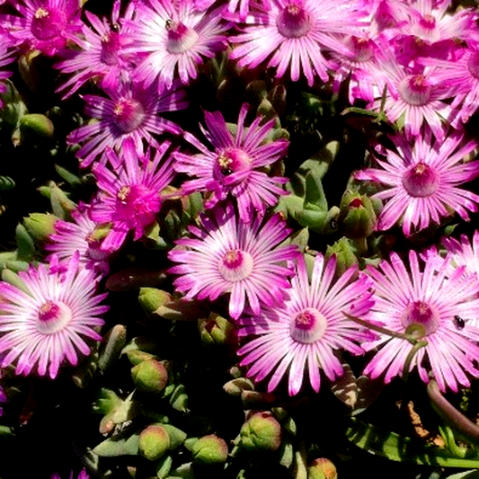 Antimima leipoldtii