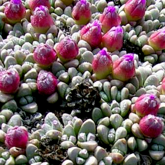 Antimima loganii