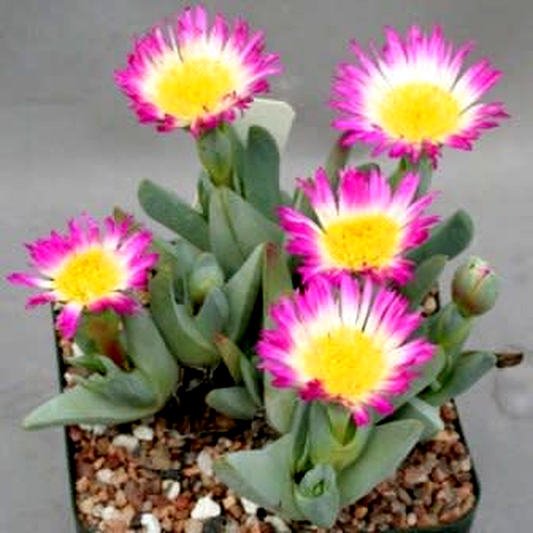 Antimima ventricosa